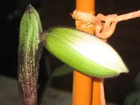 garten 09 005.webp