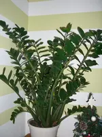 CIMG3018.webp