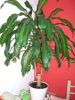 CIMG3019.webp