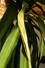 Blatt.webp