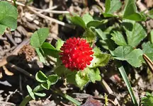 Rote-Blume.webp