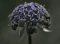 Blume.webp