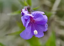 Blumen.webp