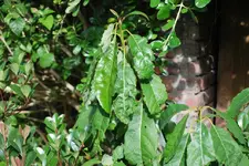 Avocado?.webp
