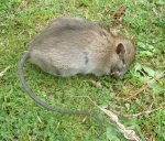 Herbst 2009 620 Ratte v.jpg