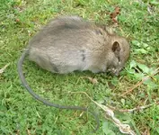 Herbst 2009 620 Ratte v.webp