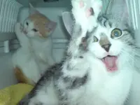 Seppi_Fredl_High_Five.webp