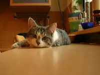 Seppi1.webp