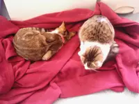 Lucy und Krümel frisch kastriert.webp