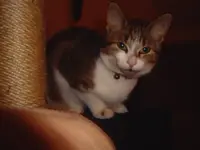 Lucy 12_09 vor_nach Kastration 021.webp