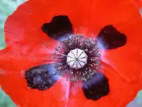 November 2009 161 v.webp