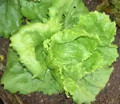 Dezember 2009     075 v.webp