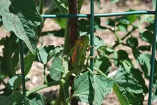 Chamäleon 2. besuch.webp