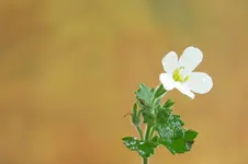 Nr 6 November 09 - klein wie eine Strh nahe Industr.G  Mulde zu JPG.webp