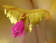 Bilderrätsel.webp
