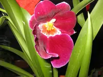 IMG_1089.webp
