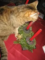 Katzen 007.webp