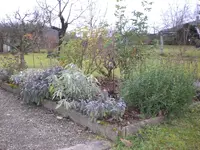 Garten Dez. 2009 025.webp