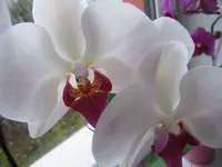 IMG_0069.webp