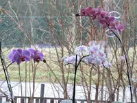 IMG_0483.webp