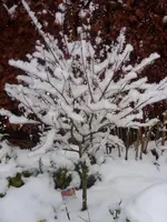 011.webp