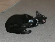 wähhhh.webp