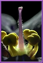 blumenstempel-kl-rahm.webp