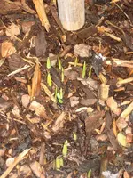 garten 09 004.webp
