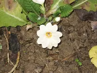 garten 09 006.webp