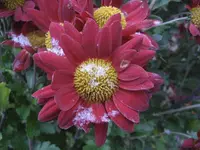 garten 09 015.webp