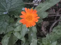 garten 09 018.webp