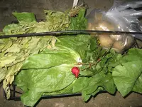 garten 09 026.webp