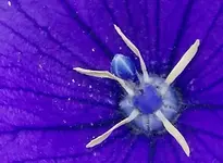 Blaue Rateblume.webp