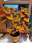 IMG_20210320_181643.jpg