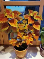 IMG_20210320_181643.webp