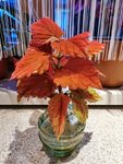 IMG_20210320_181716.jpg