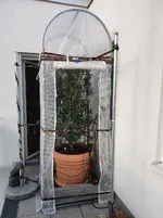 Winterschutz - Olivenbaum-Zelt 1a vom Balkon aus - 35vH gedreht.webp