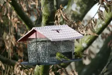 Erlenzeisig0120.webp
