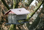 Erlenzeisig0220.JPG