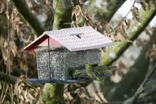 Erlenzeisig0320.JPG