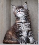 FB_IMG_1616317274000.jpg