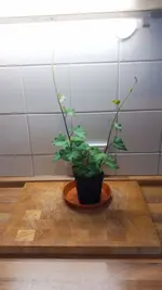 Suesskartoffel_1.webp
