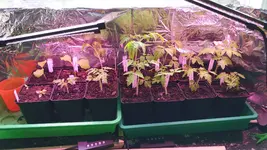 Tomaten2021.webp