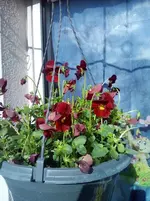Veilchen 2.webp