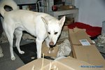 comp_DSC08734.jpg
