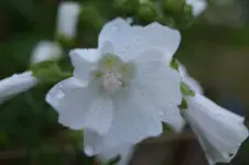 weiße Blüte Malve.webp