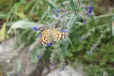 Distelfalter auf Blüte.webp