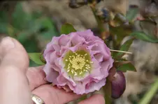 DSC09696.webp