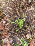 P1020998Kugeldistel.JPG