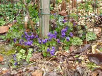P1030004Veilchen.webp